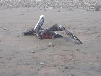 Arica Pelican chunk