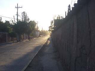 vicuna/