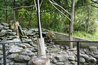 Walk in Aviary, Kiwi Birdlife Park, Queenstown