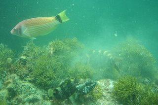 Milford Sound - Underwater Center, New Zealand