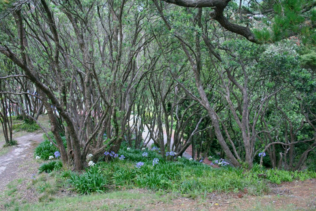 Wellington Cable Car and Botanical Gardens attractions, geoblog, New Zealand, travel