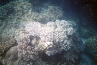 Yalong Bay Coral Reef