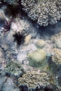 Yalong Bay Coral Reef