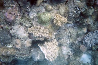 Yalong Bay Coral Reef