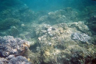 Yalong Bay Coral Reef