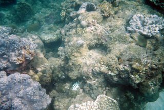 Yalong Bay Coral Reef