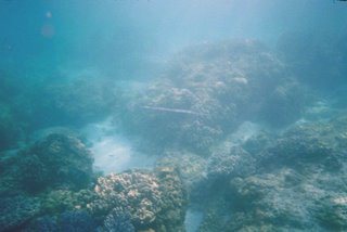 Yalong Bay Coral Reef