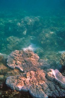 Yalong Bay Coral Reef