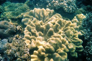 Yalong Bay Coral Reef