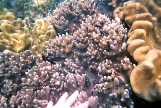 Yalong Bay Coral Reef