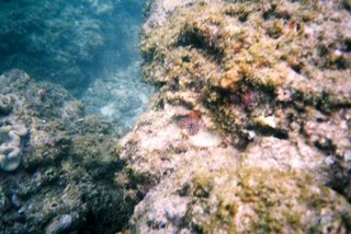 Yalong Bay Coral Reef