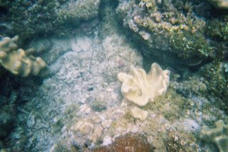 Yalong Bay Coral Reef