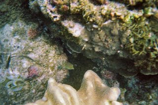 Yalong Bay Coral Reef