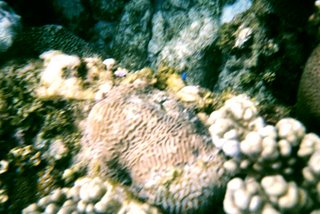 Yalong Bay Coral Reef