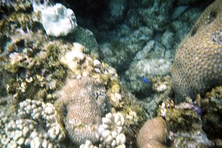 Yalong Bay Coral Reef
