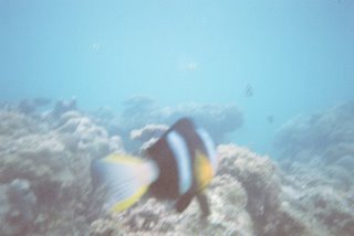 Yalong Bay Coral Reef