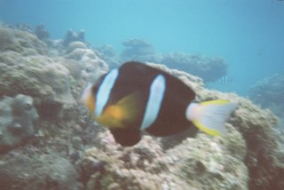 Yalong Bay Coral Reef