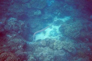 Yalong Bay Coral Reef