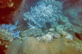 Yalong Bay Coral Reef