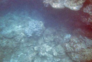 Yalong Bay Coral Reef