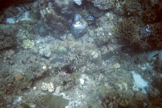Yalong Bay Coral Reef