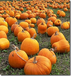 pumpkin_patch