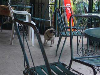 french dog