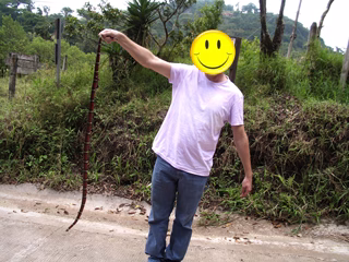 Monteverde – King Snake