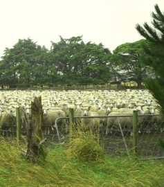Sheep