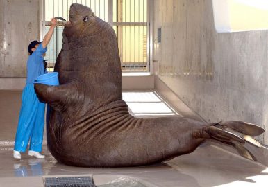 I am the Walrus