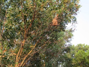 Cambodia - Bees in a tree