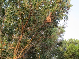 Cambodia - Bees in a tree