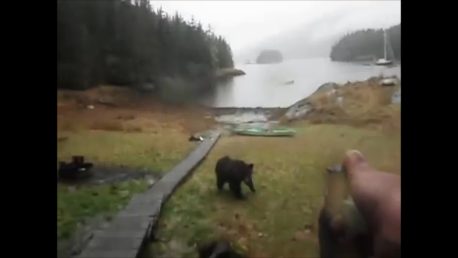 Mischievious black bear investigates canoe.