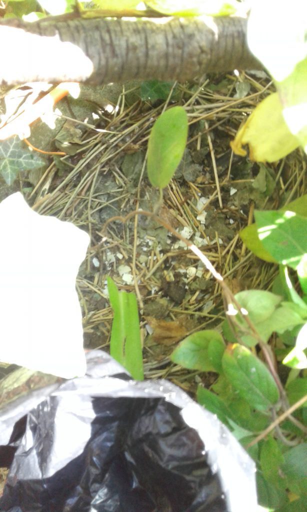 Abandoned duck nest