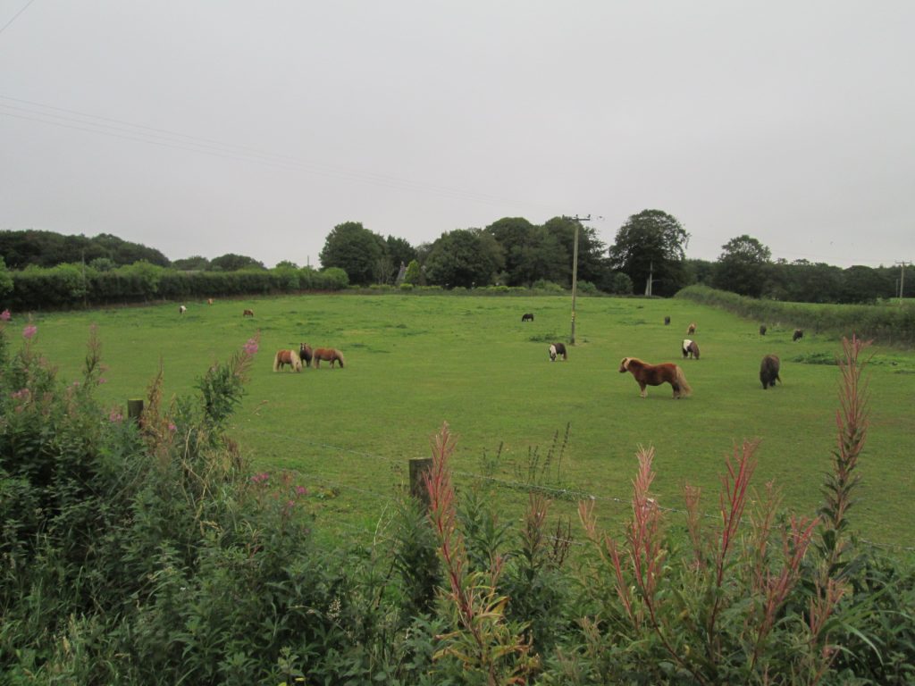 Shetland Ponies