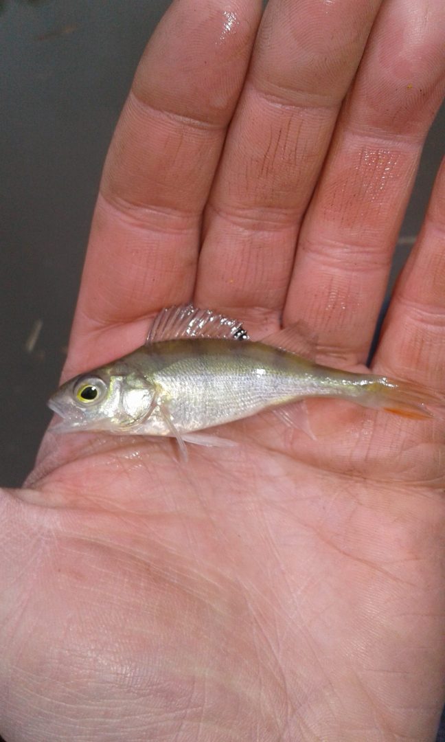 Small perch