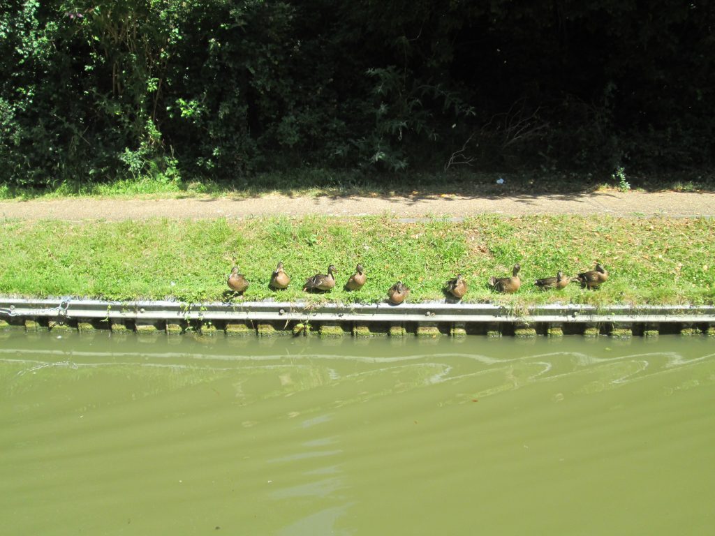 Lady ducks gather