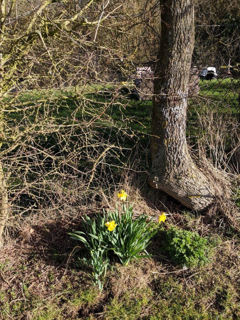Daffodils on the Grand Union