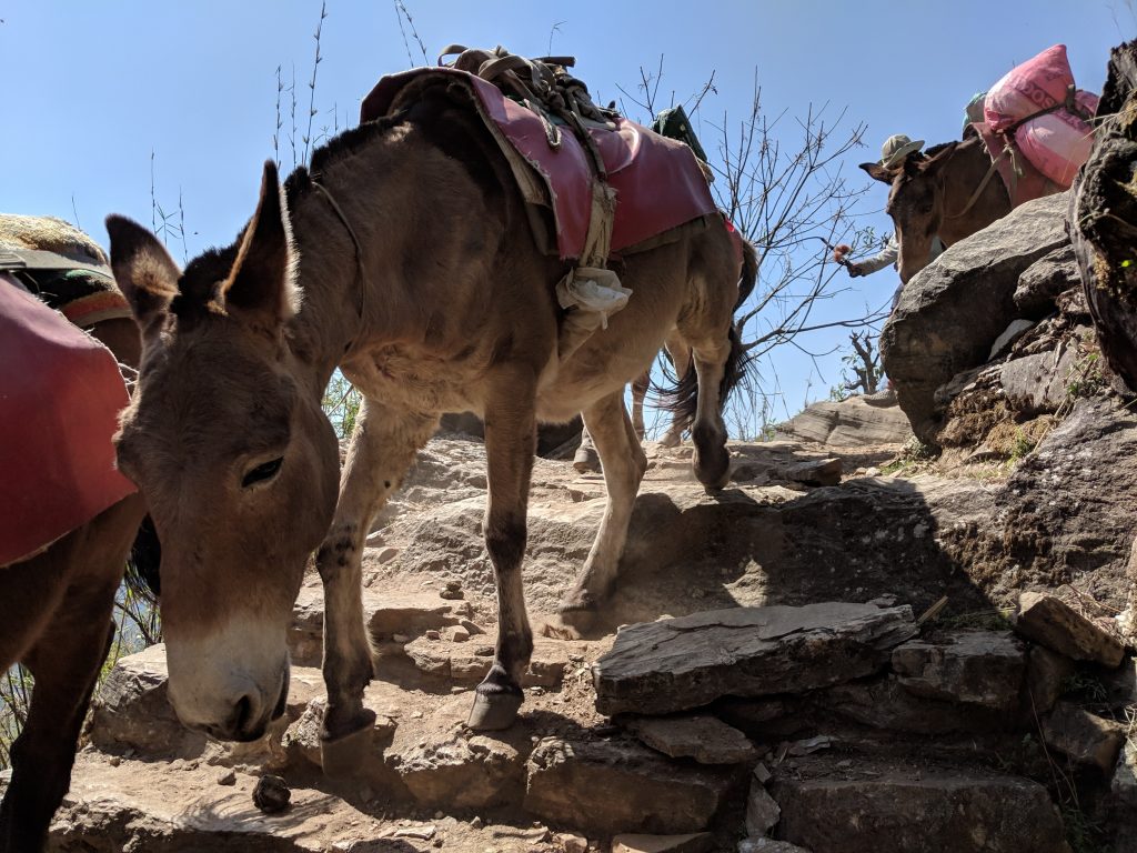 Mules on the steps from Jinhundanda to Chomrong