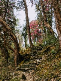 Day 23: Chhomrong -> Tadapani
