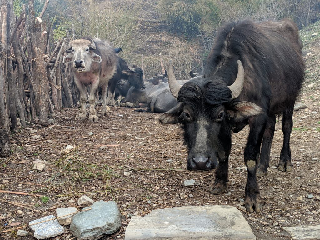 Mountain Yaks - Annapurna