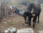 Mountain Yaks - Annapurna