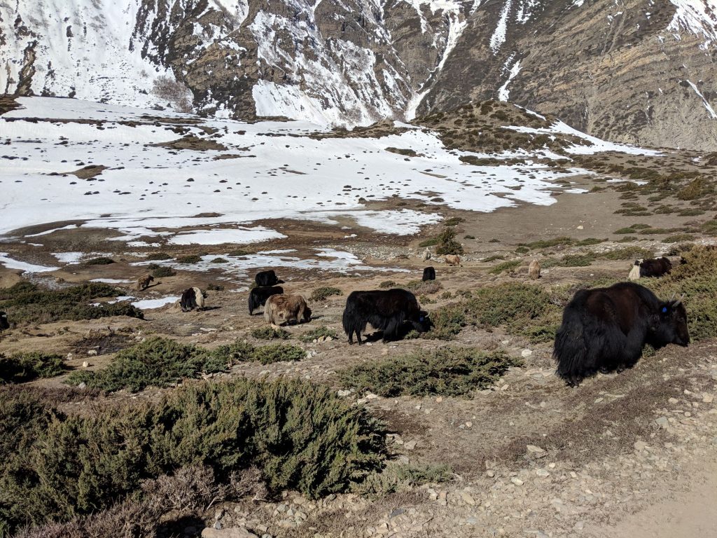 Happy yaks