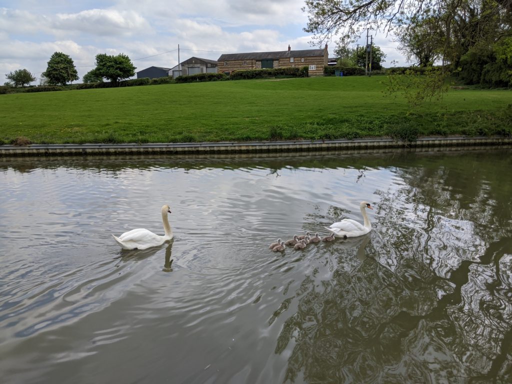 Fresh brood of signets. Grand Union - Stowehill.