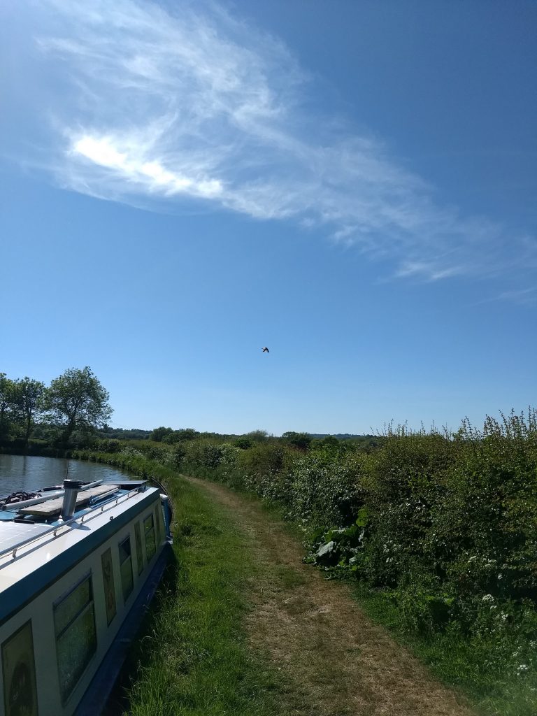 Red kite
