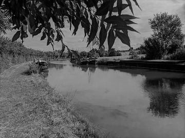 Covid on the socially distanced cut – Dodford Meadows