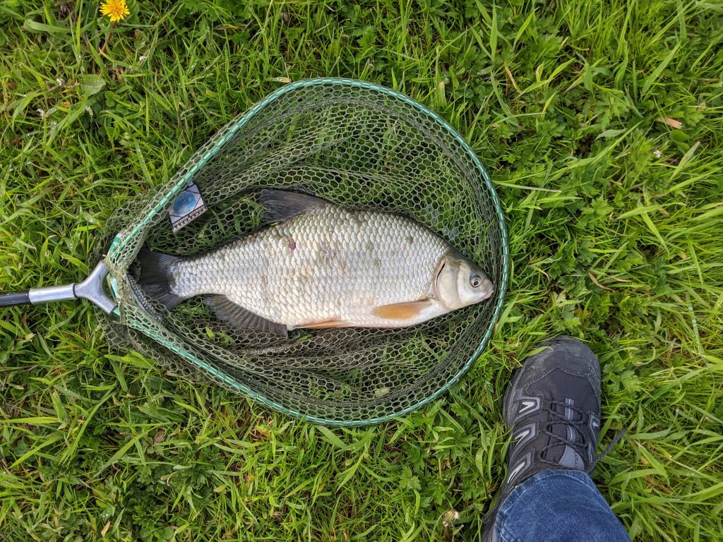 Bream from Cropredy Marina