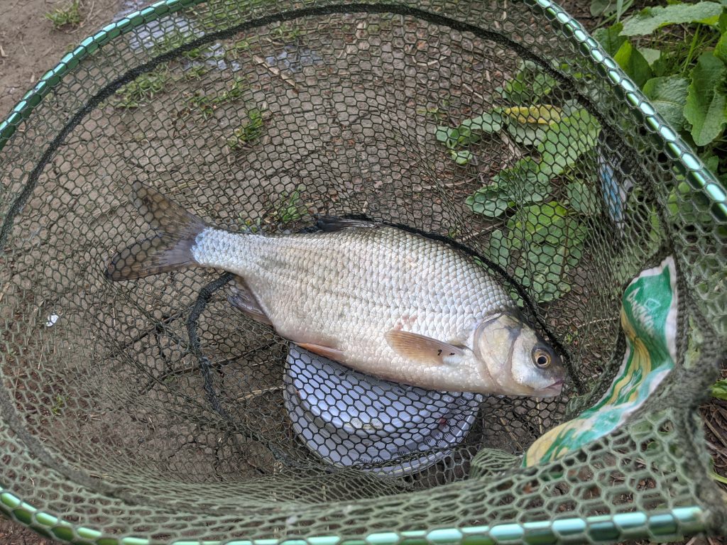 A 2lb roach from Oxford Canal