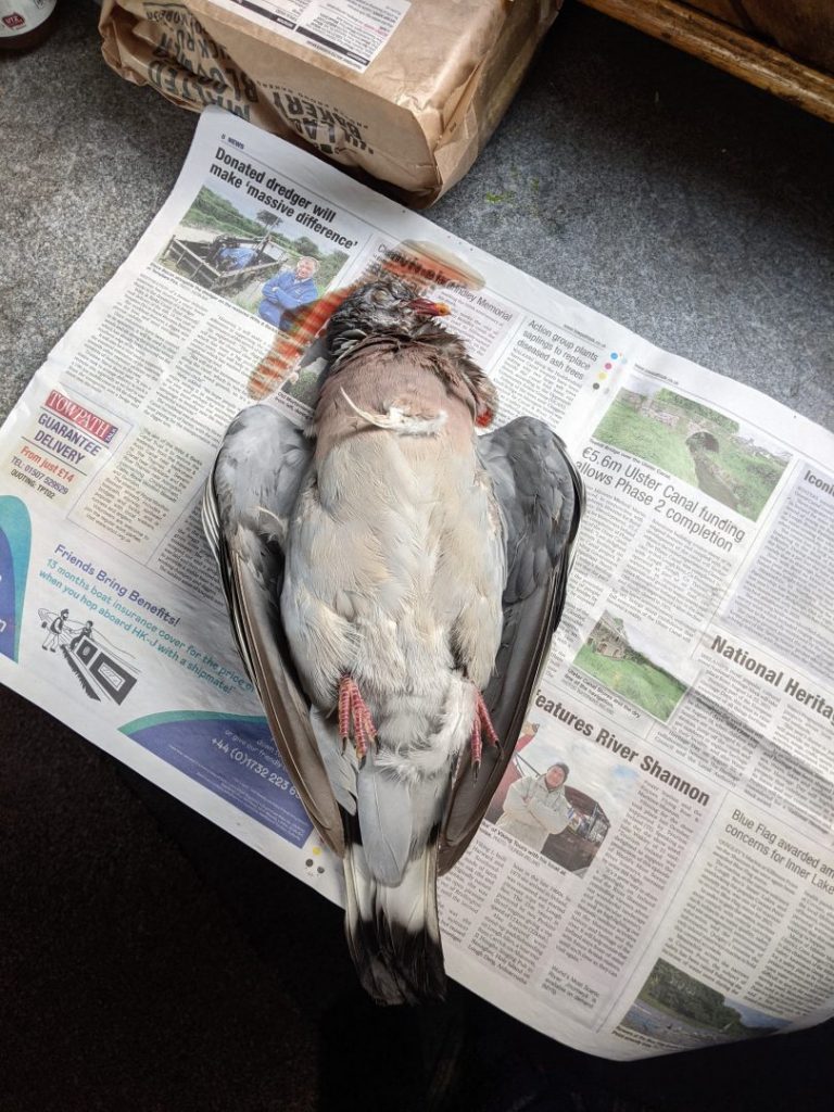 Wood pigeon shot through heart
