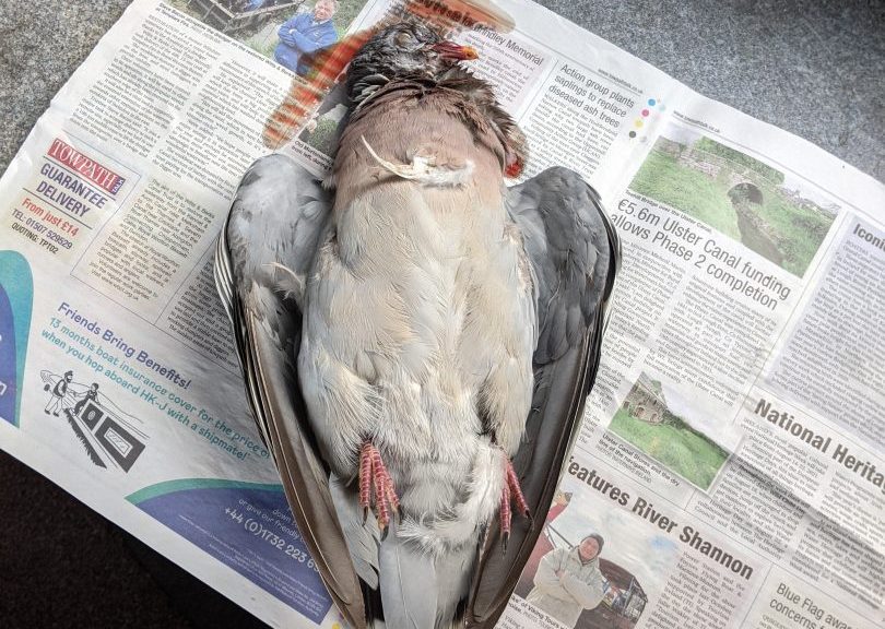 Wood pigeon shot through heart